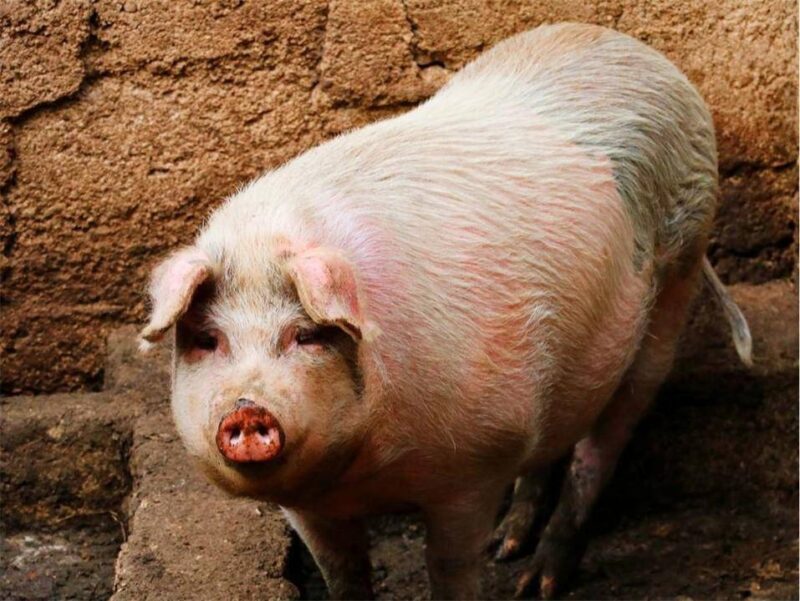 十大最聪明的动物排名(动物智商排行榜前十名)-1 十大最聪明的动物排名(动物智商排行榜前十名)-1