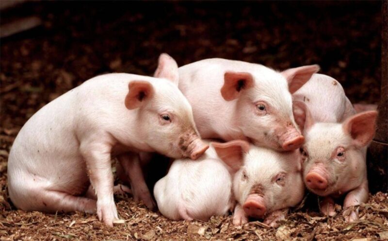 十大最聪明的动物排名(动物智商排行榜前十名)-1 十大最聪明的动物排名(动物智商排行榜前十名)-1