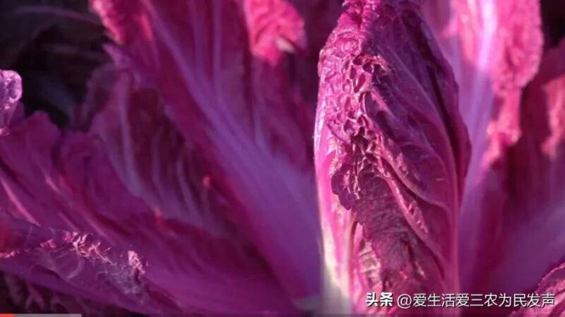 新农业创业项目有哪些（农村发展致富项目大全）-1