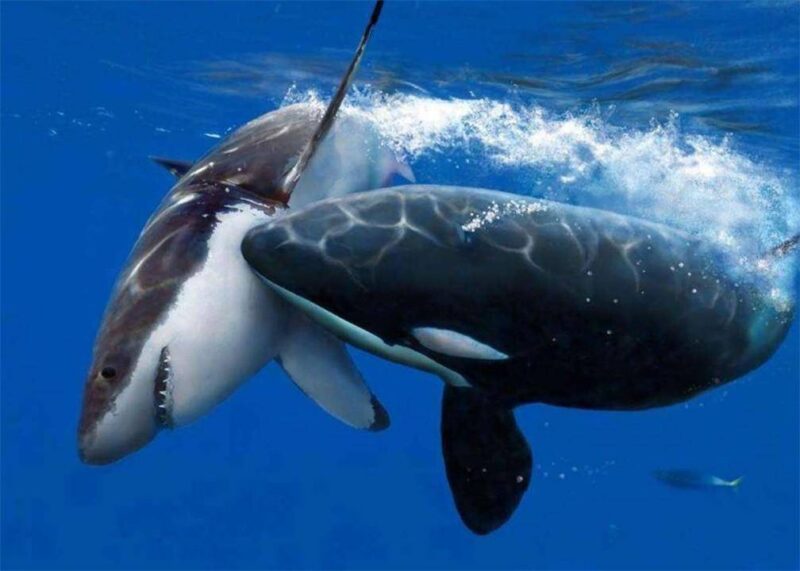 十大最聪明的动物排名(动物智商排行榜前十名)-1 十大最聪明的动物排名(动物智商排行榜前十名)-1