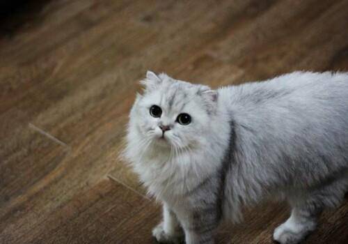 猫咪品种排行榜前十名-1 猫咪品种排行榜前十名-1