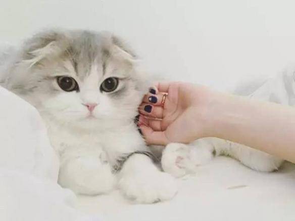 猫咪品种排行榜前十名-1 猫咪品种排行榜前十名-1