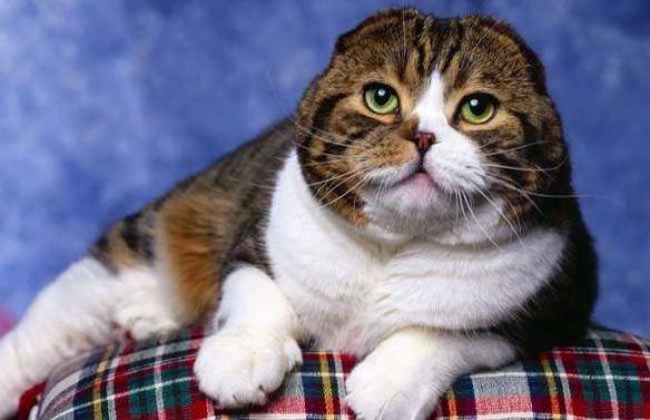 猫咪品种排行榜前十名-1 猫咪品种排行榜前十名-1