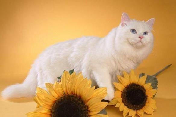 猫咪品种排行榜前十名-1 猫咪品种排行榜前十名-1