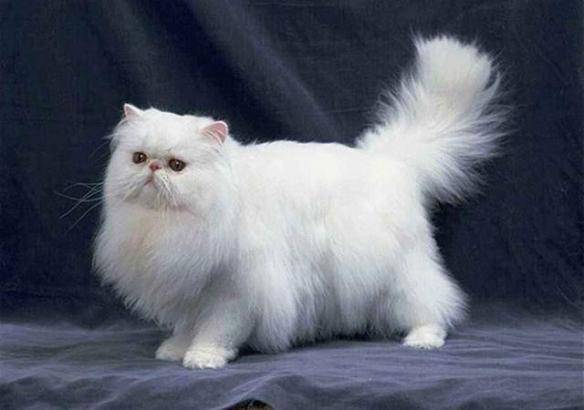 猫咪品种排行榜前十名-1 猫咪品种排行榜前十名-1