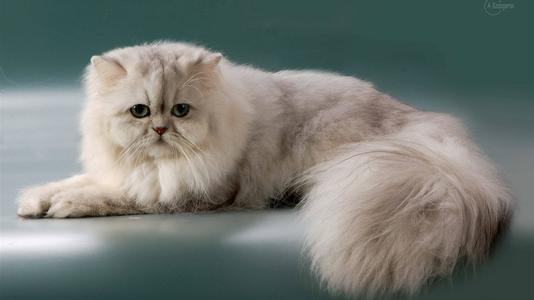 猫咪品种排行榜前十名-1 猫咪品种排行榜前十名-1