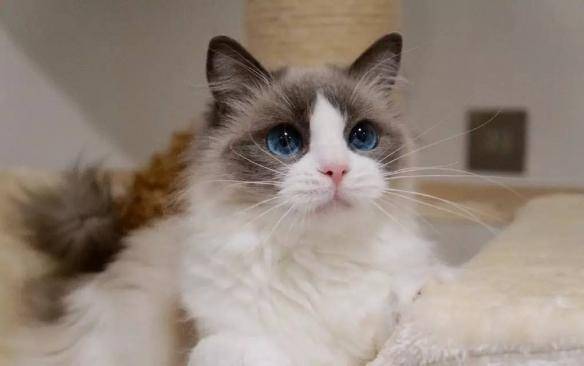 猫咪品种排行榜前十名-1 猫咪品种排行榜前十名-1