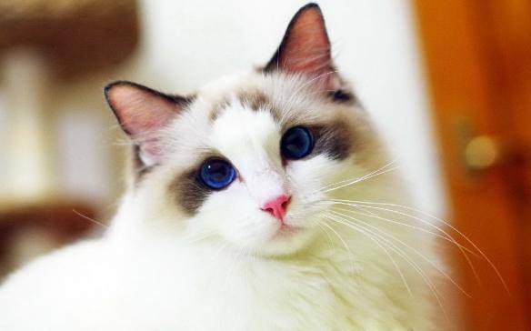 猫咪品种排行榜前十名-1 猫咪品种排行榜前十名-1