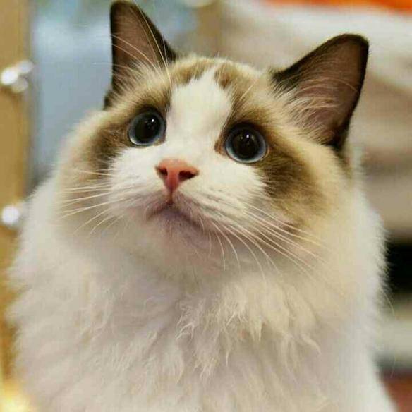 猫咪品种排行榜前十名-1 猫咪品种排行榜前十名-1