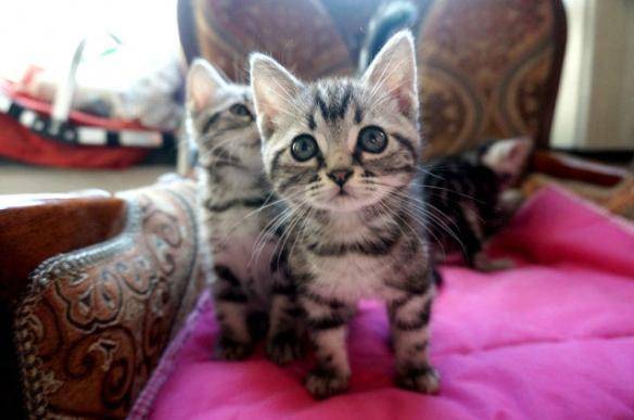 猫咪品种排行榜前十名-1 猫咪品种排行榜前十名-1