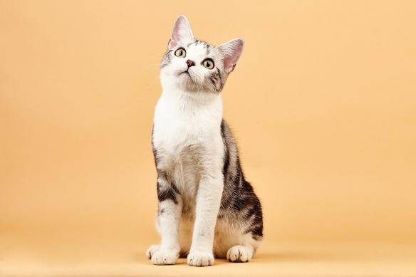 猫咪品种排行榜前十名-1 猫咪品种排行榜前十名-1