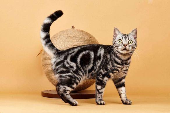 猫咪品种排行榜前十名-1 猫咪品种排行榜前十名-1