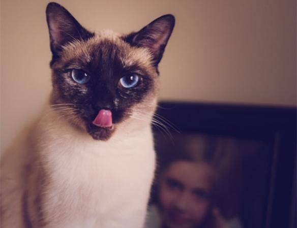 猫咪品种排行榜前十名-1 猫咪品种排行榜前十名-1