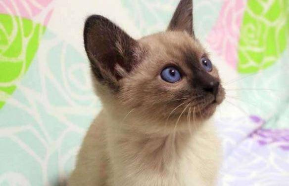 猫咪品种排行榜前十名-1 猫咪品种排行榜前十名-1