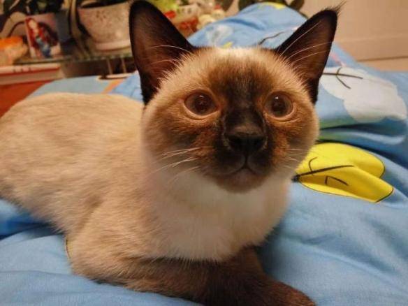 猫咪品种排行榜前十名-1 猫咪品种排行榜前十名-1