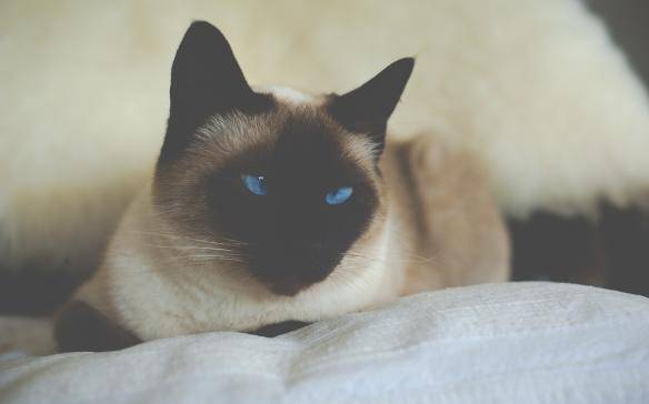 猫咪品种排行榜前十名-1 猫咪品种排行榜前十名-1