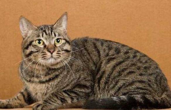 猫咪品种排行榜前十名-1 猫咪品种排行榜前十名-1