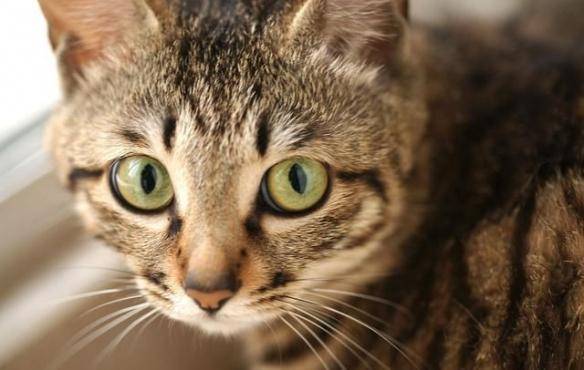 猫咪品种排行榜前十名-1 猫咪品种排行榜前十名-1