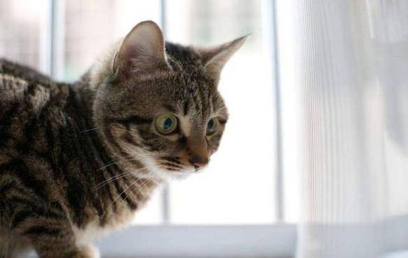 猫咪品种排行榜前十名-1 猫咪品种排行榜前十名-1