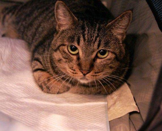 猫咪品种排行榜前十名-1 猫咪品种排行榜前十名-1