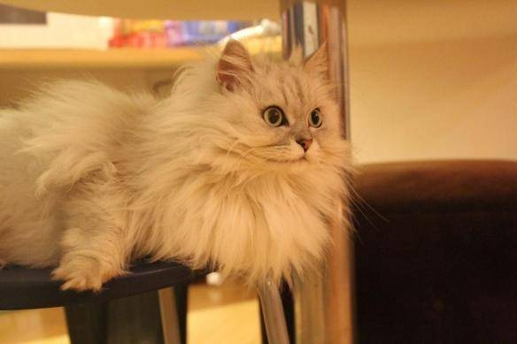 猫咪品种排行榜前十名-1 猫咪品种排行榜前十名-1