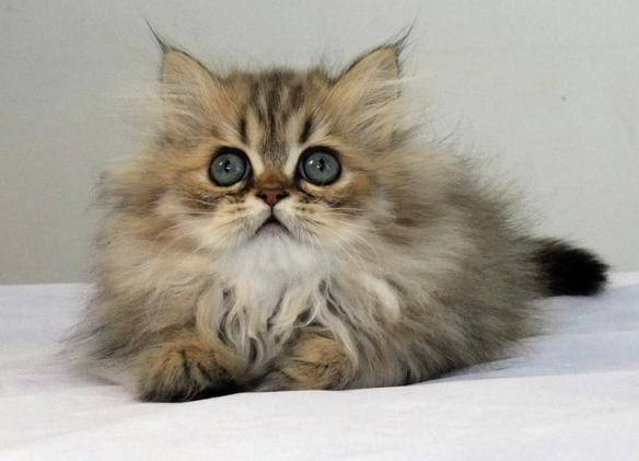 猫咪品种排行榜前十名-1 猫咪品种排行榜前十名-1