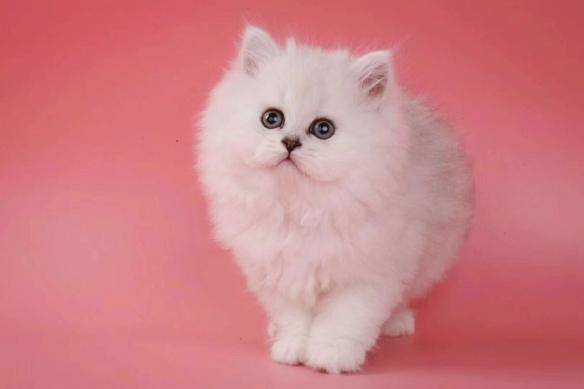 猫咪品种排行榜前十名-1 猫咪品种排行榜前十名-1