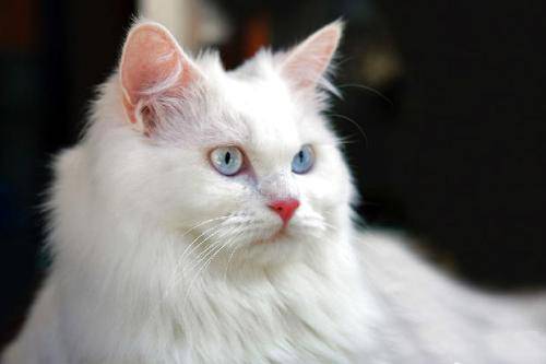 猫咪品种排行榜前十名-1 猫咪品种排行榜前十名-1