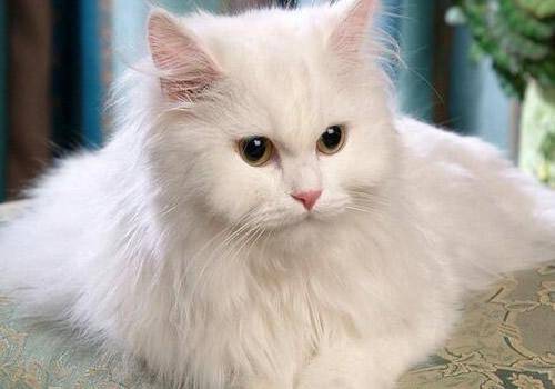 猫咪品种排行榜前十名-1 猫咪品种排行榜前十名-1