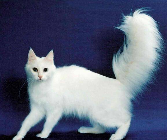 猫咪品种排行榜前十名-1 猫咪品种排行榜前十名-1