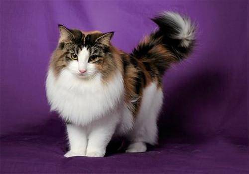 猫咪品种排行榜前十名-1 猫咪品种排行榜前十名-1