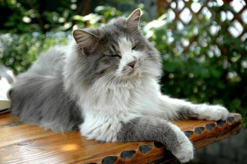 猫咪品种排行榜前十名-1 猫咪品种排行榜前十名-1