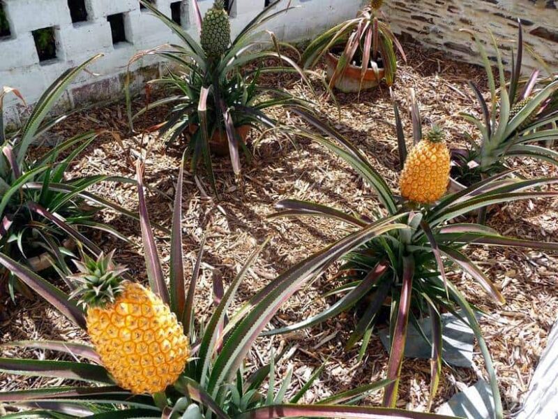 世界十大奢侈水果排名(世界十大土豪水果排行榜)-1 世界十大奢侈水果排名(世界十大土豪水果排行榜)-1