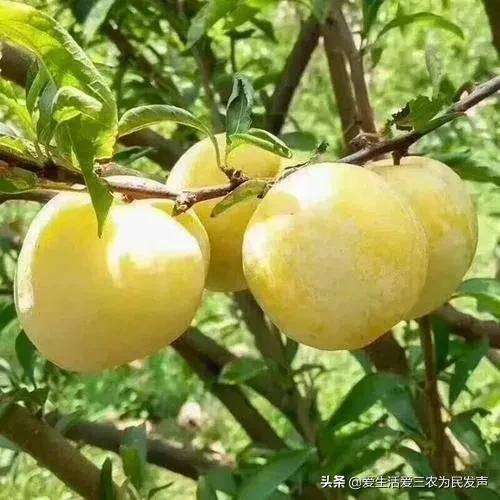 农村种植什么赚钱不愁销路(未来10大暴利种植)-1 农村种植什么赚钱不愁销路(未来10大暴利种植)-1