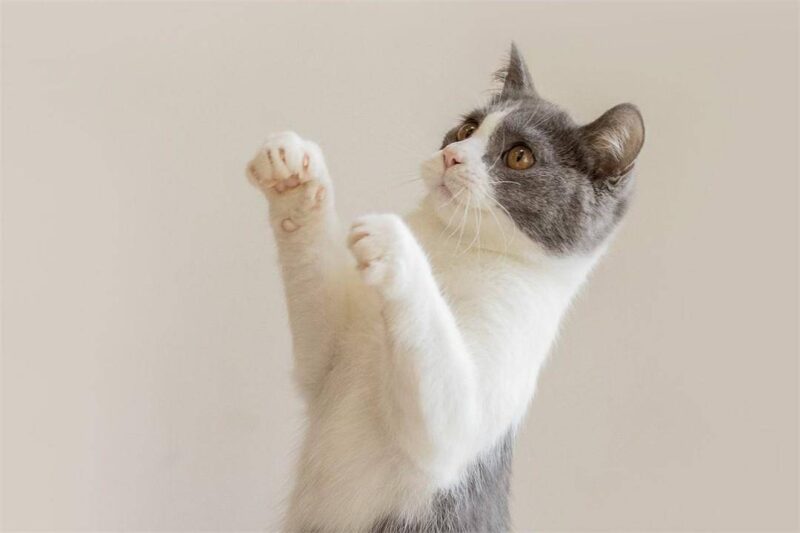 十大最聪明的动物排名(动物智商排行榜前十名)-1 十大最聪明的动物排名(动物智商排行榜前十名)-1