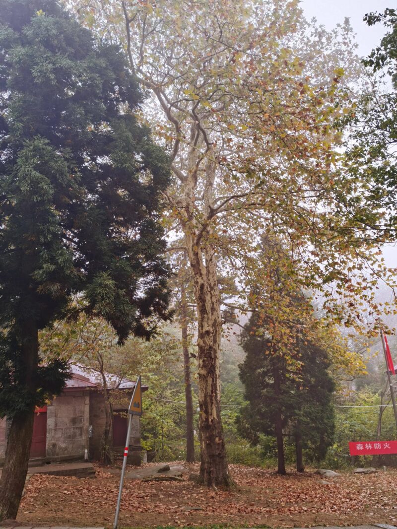 庐山十大著名景点(庐山市景点排名)-1