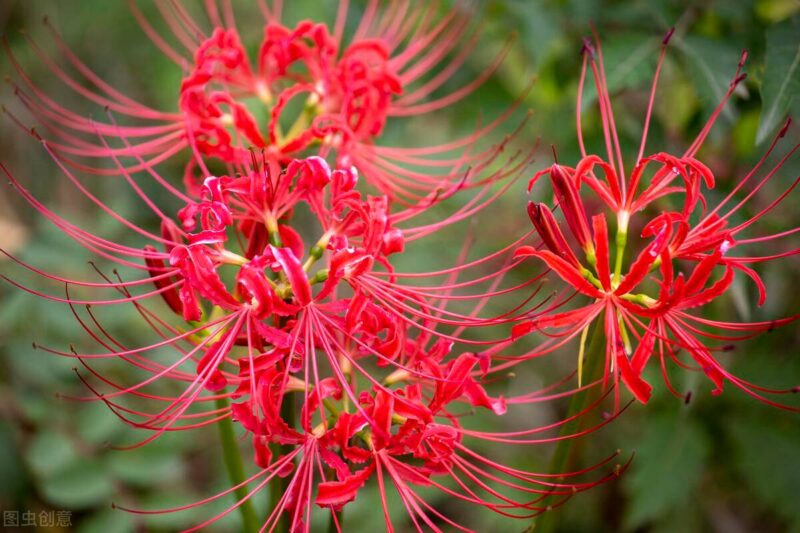 十大冥界之花(十种阴气重的花排行榜)-1 十大冥界之花(十种阴气重的花排行榜)-1