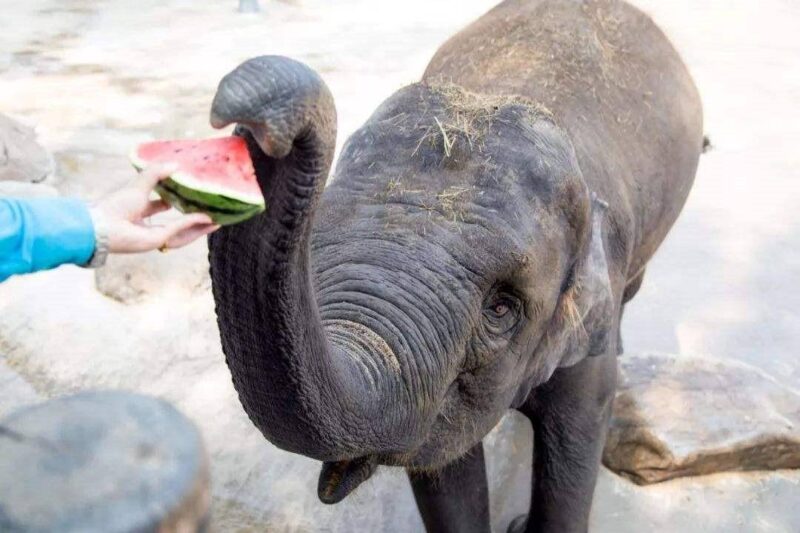 十大最聪明的动物排名(动物智商排行榜前十名)-1 十大最聪明的动物排名(动物智商排行榜前十名)-1