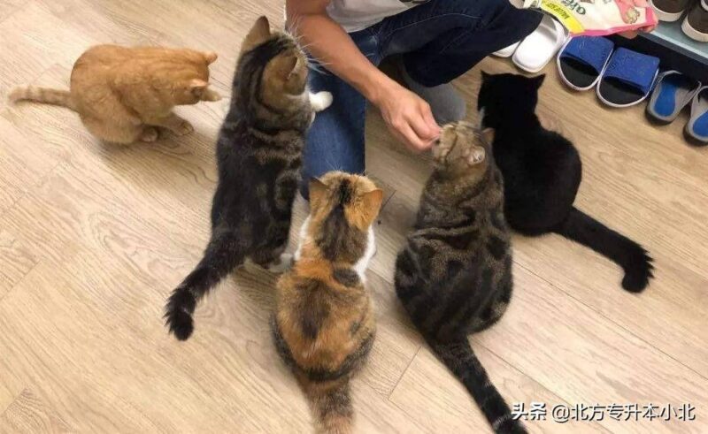 自由度极高的冷门工作有哪些(自由度高的职业)-1 自由度极高的冷门工作有哪些(自由度高的职业)-1