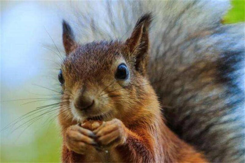 十大最聪明的动物排名(动物智商排行榜前十名)-1 十大最聪明的动物排名(动物智商排行榜前十名)-1