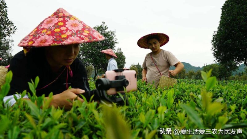 新农业创业项目有哪些（农村发展致富项目大全）-1