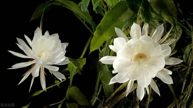 十大冥界之花(十种阴气重的花排行榜)-1 十大冥界之花(十种阴气重的花排行榜)-1