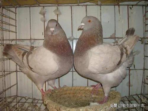 适合穷人没本钱的养殖(养殖排行榜前十名品种)-1