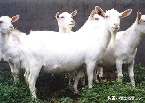 适合穷人没本钱的养殖(养殖排行榜前十名品种)-1