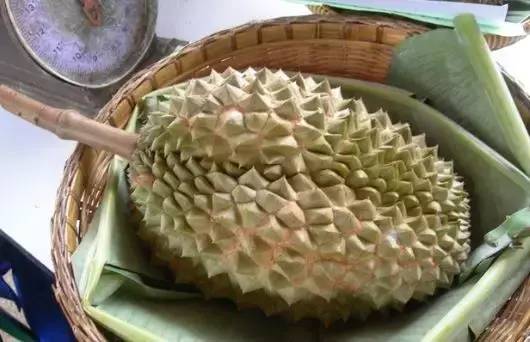 长柄榴莲是什么品种(世界十大顶级榴莲)-1