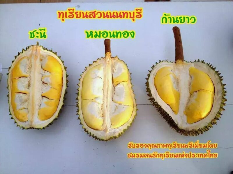 长柄榴莲是什么品种(世界十大顶级榴莲)-1