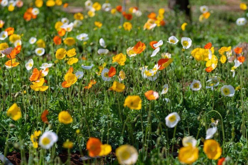 昆明周边附近好玩的地方有哪些(适合亲自游玩的地方)-1 昆明周边附近好玩的地方有哪些(适合亲自游玩的地方)-1