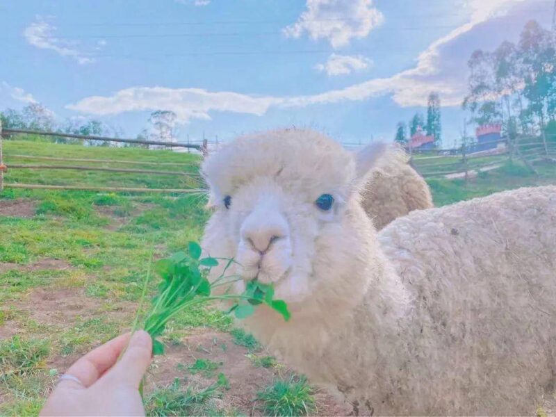 昆明周边附近好玩的地方有哪些(适合亲自游玩的地方)-1 昆明周边附近好玩的地方有哪些(适合亲自游玩的地方)-1