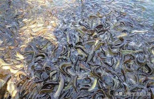 湖南养殖业养什么最好?适合家庭养殖的致富项目-1 湖南养殖业养什么最好?适合家庭养殖的致富项目-1