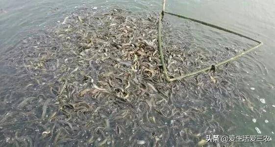 湖南养殖业养什么最好?适合家庭养殖的致富项目-1 湖南养殖业养什么最好?适合家庭养殖的致富项目-1